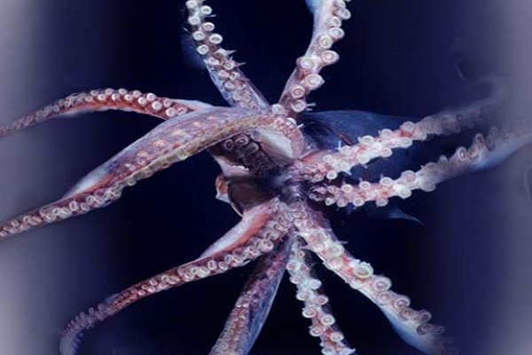 Маркетплейс кракен kraken